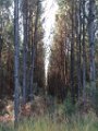 Palombiere beau temps 13 10 2018 42