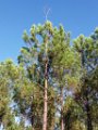 Palombiere beau temps 13 10 2018 47
