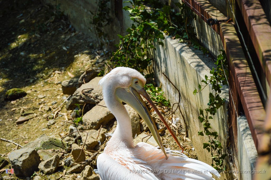 Pessac le zoo 11 08 2018 10.jpg - Pessac (33) - Le Zoo - 11 août 2018.