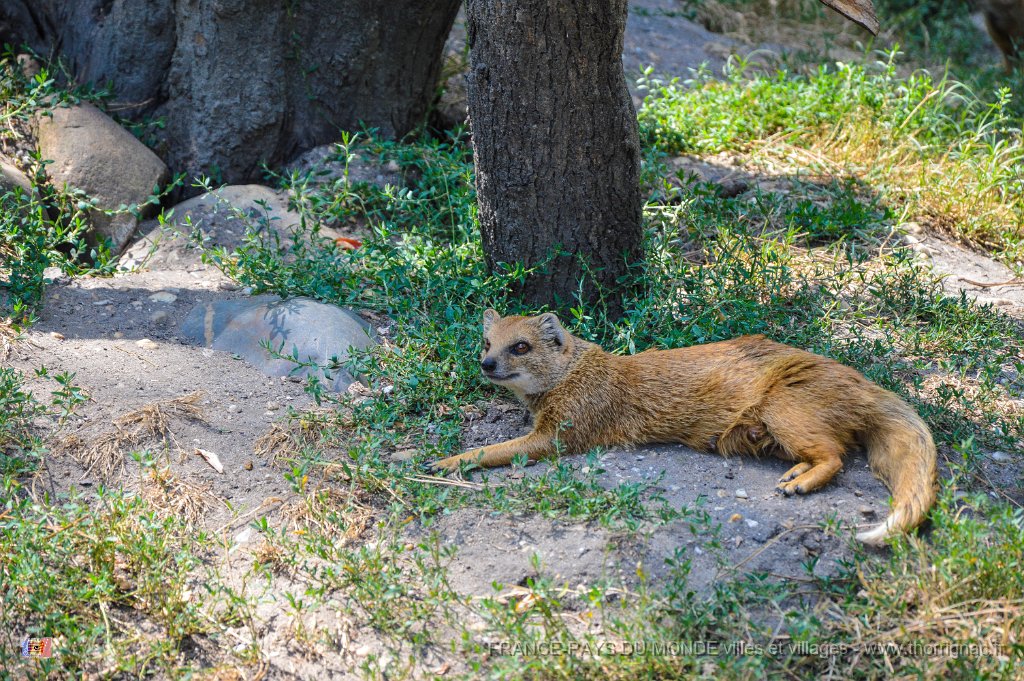 Pessac le zoo 11 08 2018 11.jpg - Pessac (33) - Le Zoo - 11 août 2018.