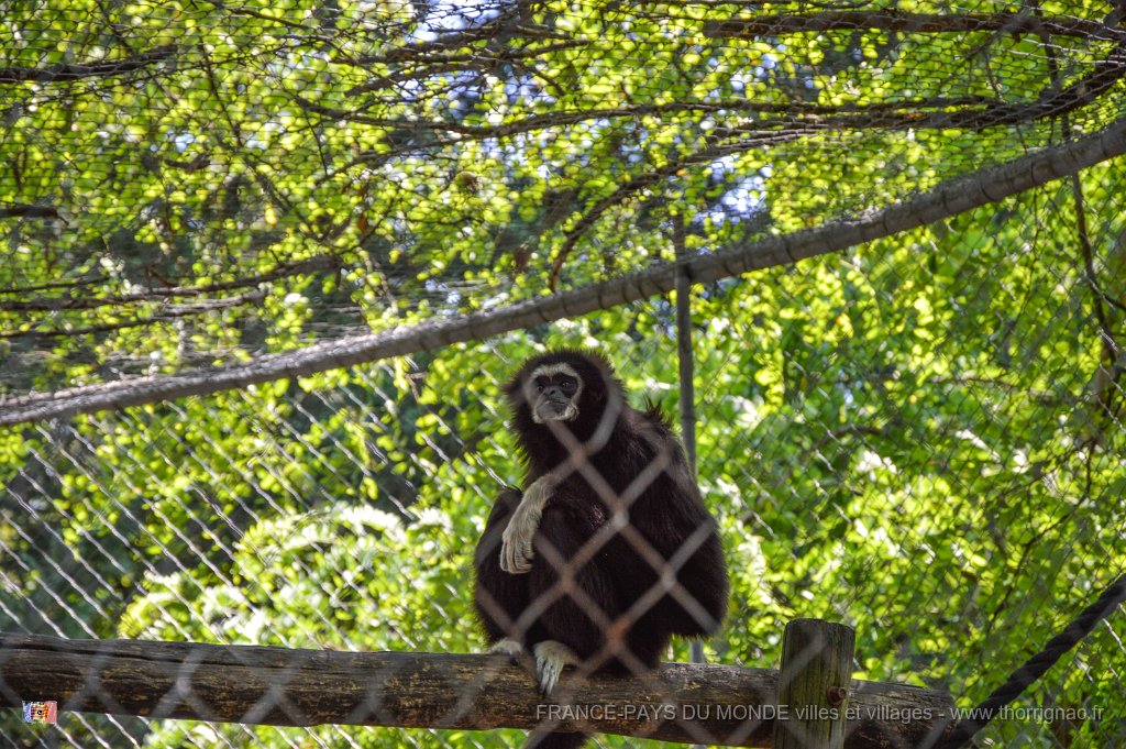 Pessac le zoo 11 08 2018 13.jpg - Pessac (33) - Le Zoo - 11 août 2018.