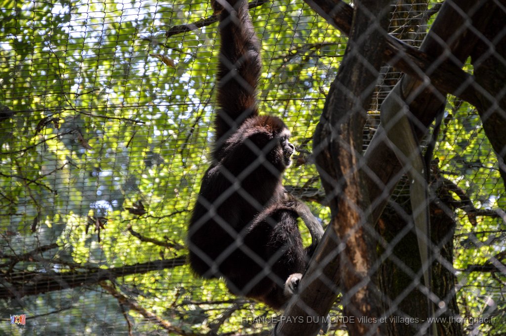 Pessac le zoo 11 08 2018 15.jpg - Pessac (33) - Le Zoo - 11 août 2018.