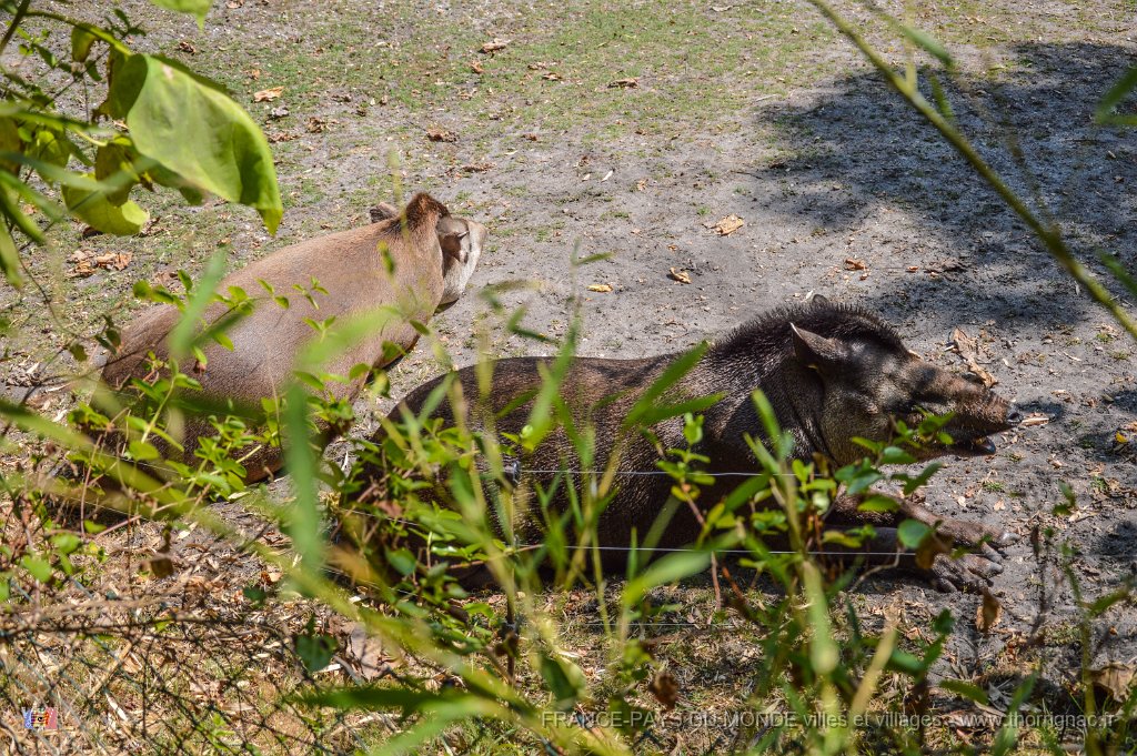 Pessac le zoo 11 08 2018 16.jpg - Pessac (33) - Le Zoo - 11 août 2018.