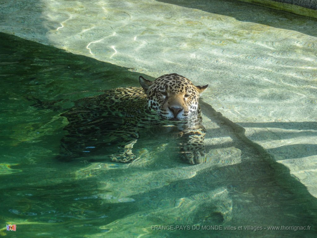 Pessac le zoo 11 08 2018 2.jpg - Pessac (33) - Le Zoo - 11 août 2018.