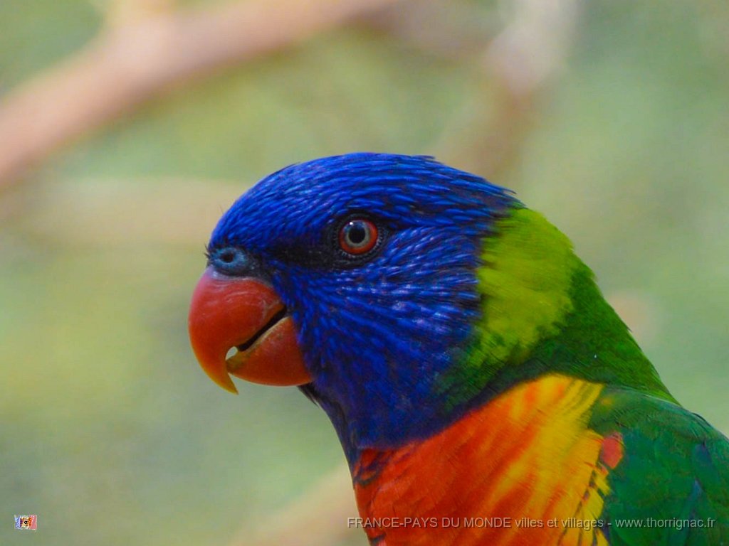 Pessac le zoo 11 08 2018 21.jpg - Pessac (33) - Le Zoo - 11 août 2018.