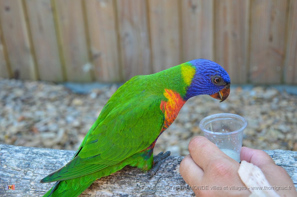 Pessac le zoo 11 08 2018 25.jpg - Pessac (33) - Le Zoo - 11 août 2018.