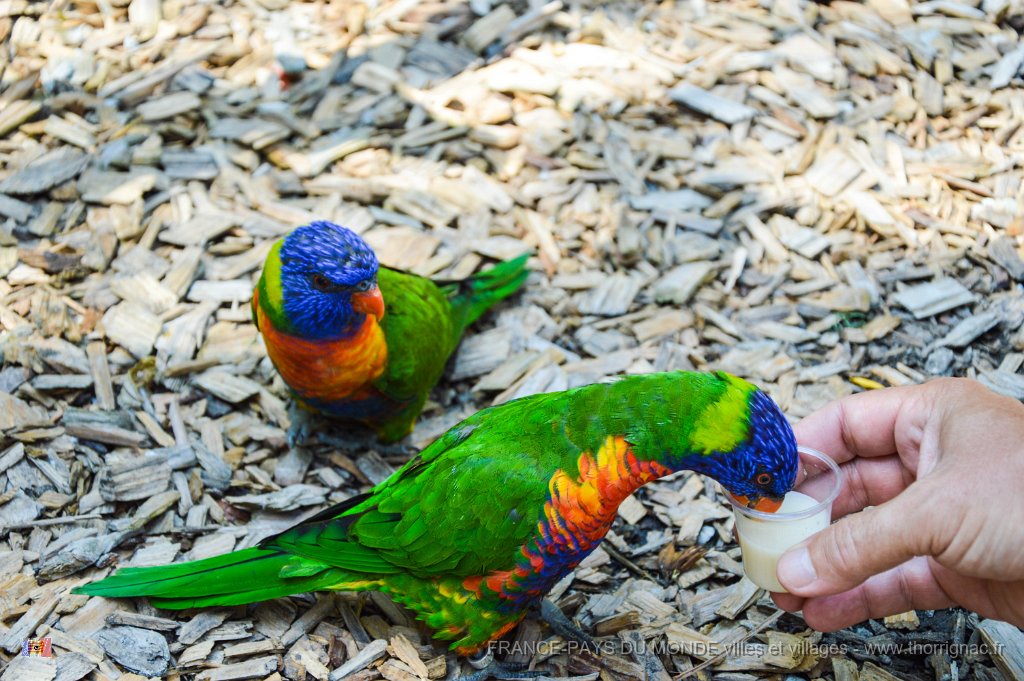 Pessac le zoo 11 08 2018 26.jpg - Pessac (33) - Le Zoo - 11 août 2018.