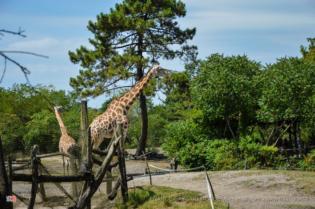 Pessac le zoo 11 08 2018 30.jpg - Pessac (33) - Le Zoo - 11 août 2018.