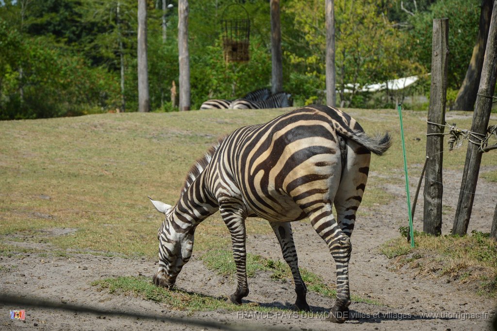 Pessac le zoo 11 08 2018 31.jpg - Pessac (33) - Le Zoo - 11 août 2018.