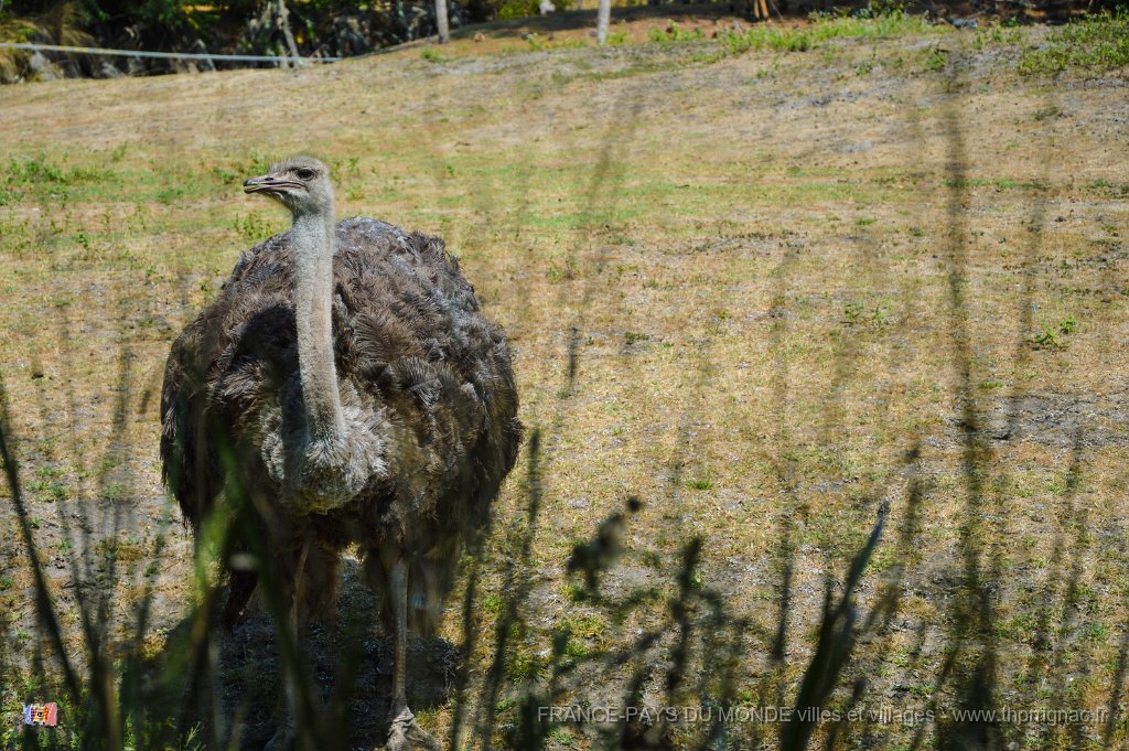 Pessac le zoo 11 08 2018 35.jpg - Pessac (33) - Le Zoo - 11 août 2018.