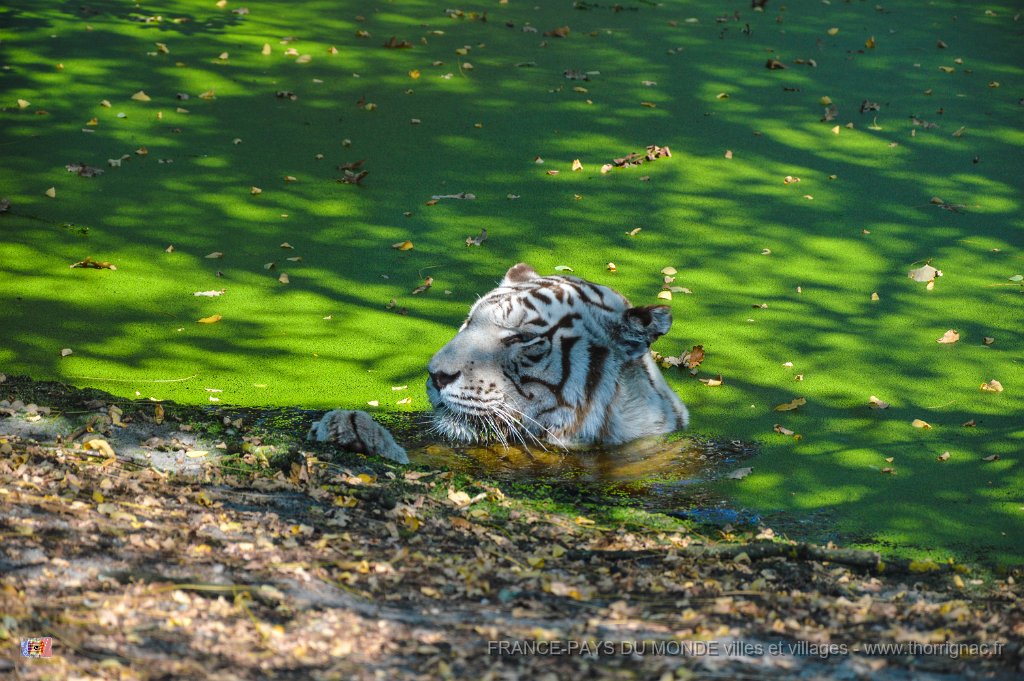 Pessac le zoo 11 08 2018 39.jpg - Pessac (33) - Le Zoo - 11 août 2018.