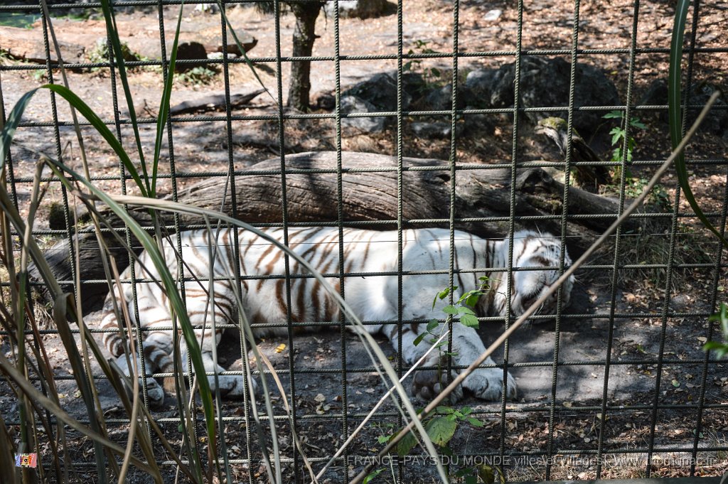 Pessac le zoo 11 08 2018 40.jpg - Pessac (33) - Le Zoo - 11 août 2018.