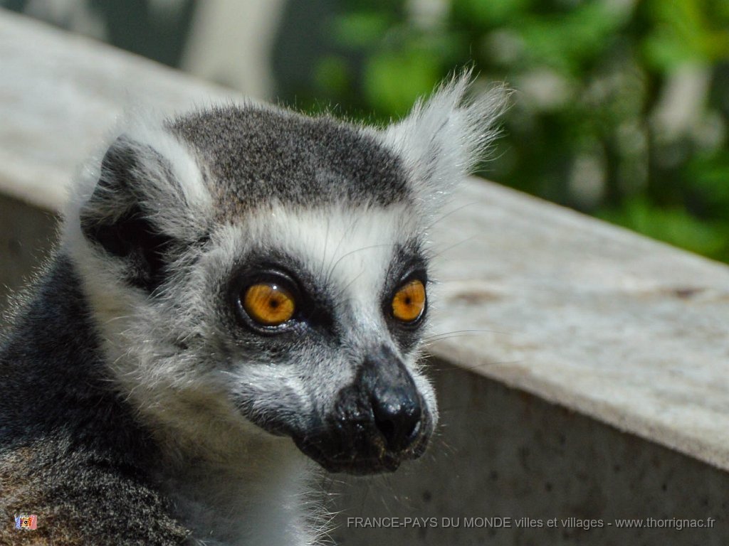 Pessac le zoo 11 08 2018 43.jpg - Pessac (33) - Le Zoo - 11 août 2018.