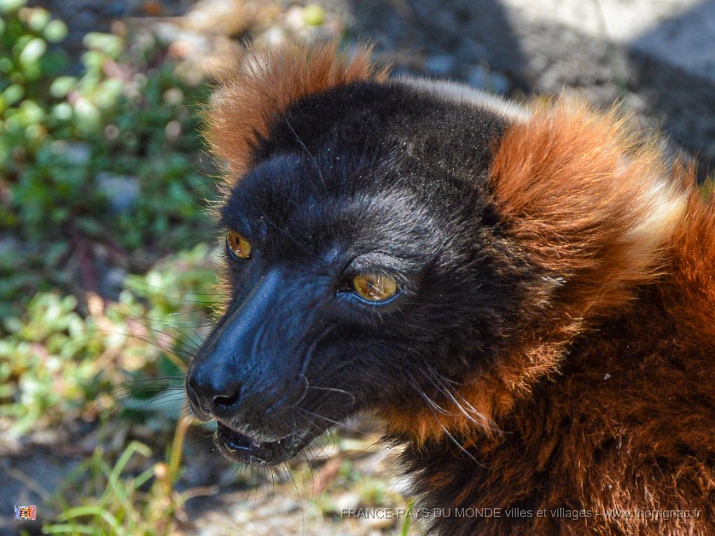 Pessac le zoo 11 08 2018 45.jpg - Pessac (33) - Le Zoo - 11 août 2018.