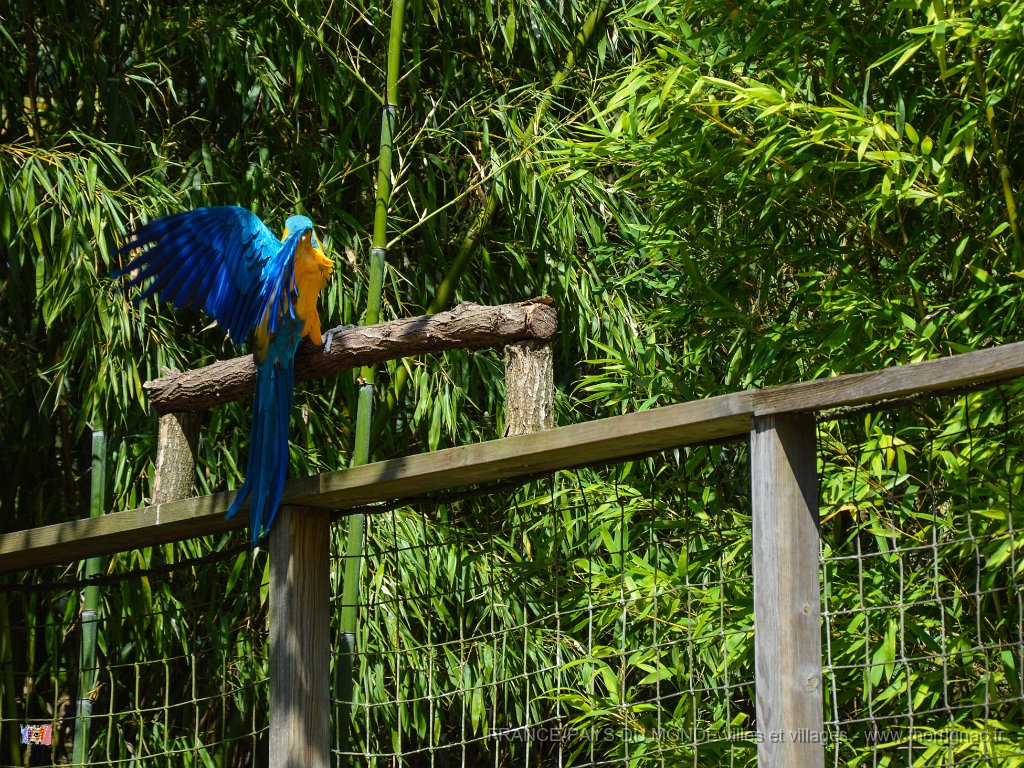 Pessac le zoo 11 08 2018 51.jpg - Pessac (33) - Le Zoo - 11 août 2018.
