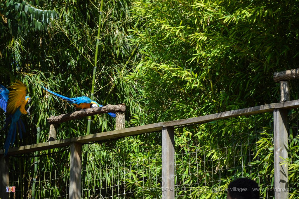 Pessac le zoo 11 08 2018 52.jpg - Pessac (33) - Le Zoo - 11 août 2018.