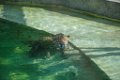 Pessac le zoo 11 08 2018 1
