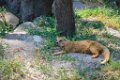 Pessac le zoo 11 08 2018 11