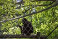 Pessac le zoo 11 08 2018 12