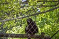Pessac le zoo 11 08 2018 13