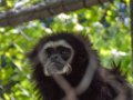 Pessac le zoo 11 08 2018 14
