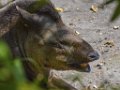 Pessac le zoo 11 08 2018 17