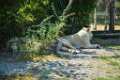 Pessac le zoo 11 08 2018 18