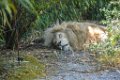 Pessac le zoo 11 08 2018 19