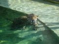 Pessac le zoo 11 08 2018 2
