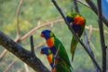 Pessac le zoo 11 08 2018 20