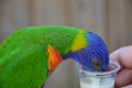 Pessac le zoo 11 08 2018 24
