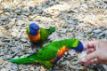 Pessac le zoo 11 08 2018 26