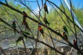 Pessac le zoo 11 08 2018 27