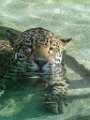 Pessac le zoo 11 08 2018 3