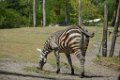 Pessac le zoo 11 08 2018 31