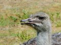 Pessac le zoo 11 08 2018 36