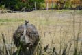 Pessac le zoo 11 08 2018 37