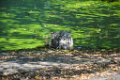 Pessac le zoo 11 08 2018 38