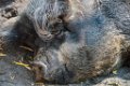 Pessac le zoo 11 08 2018 4