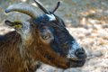 Pessac le zoo 11 08 2018 57