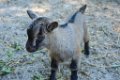 Pessac le zoo 11 08 2018 58