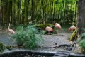 Pessac le zoo 11 08 2018 59