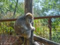 Pessac le zoo 11 08 2018 6