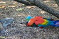Pessac le zoo 11 08 2018 62