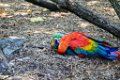 Pessac le zoo 11 08 2018 63