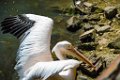 Pessac le zoo 11 08 2018 7