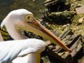 Pessac le zoo 11 08 2018 8