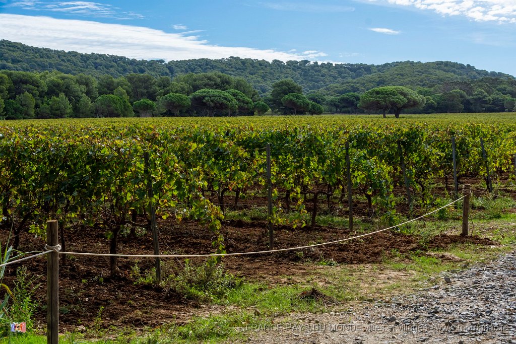 Les vignes 2.jpg - 158  - Porquerolles (Hyères) - 83 -  Les vignes