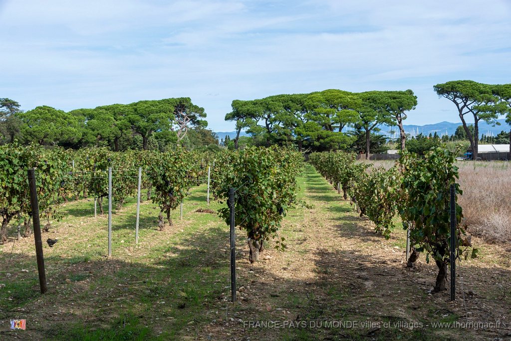 Les vignes 4.jpg - 159  - Porquerolles (Hyères) - 83 -  Les vignes