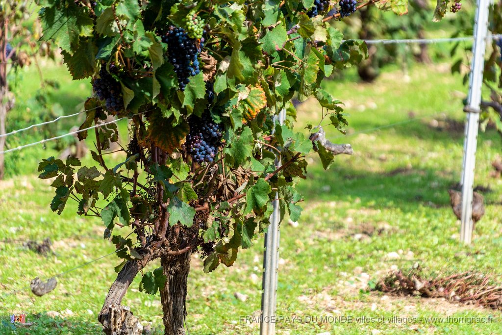 Les vignes 5.jpg - 160  - Porquerolles (Hyères) - 83 -  Les vignes